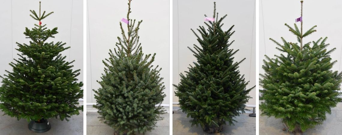 personeelszaken Altijd vloek Kerstboom kopen
