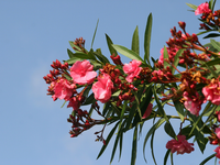 Oleanders: bloeiende pracht voor jouw buitenparadijs