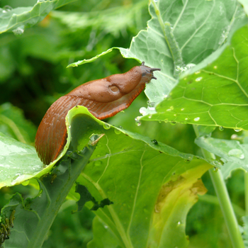 Bestrijdingsmiddelen